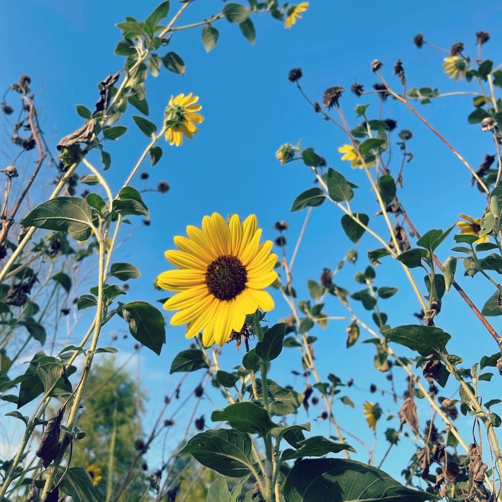 Meet your Posher, CC